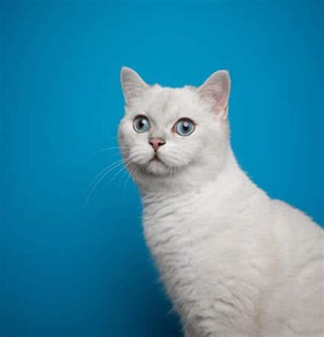 Ask Elizabeth: White Cats and Blindness/Deafness.